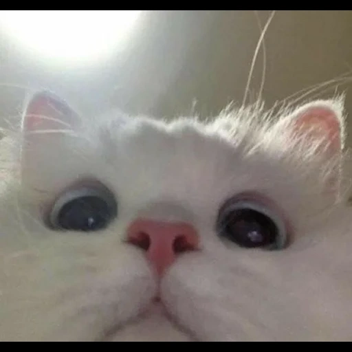 gatti carini, meme per gatto bianco, il gatto più dolce, i gatti carini sono divertenti, simpatico meme di gatto bianco