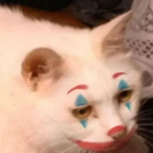 clown di gatto, i gatti sono divertenti, i gatti sono divertenti, i gatti carini sono divertenti, facce di animali divertenti