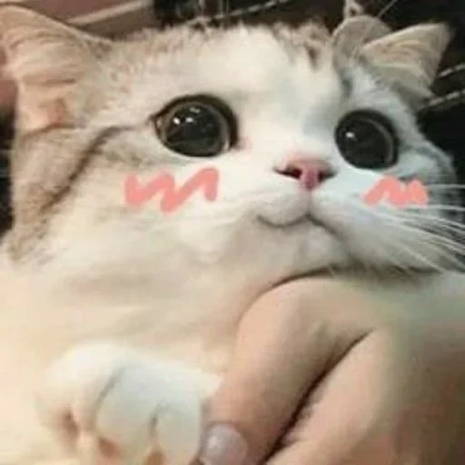 cat, lovely seal, meme cute cat, cute cats are funny, big-eyed cute cat