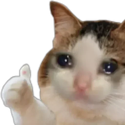 gato memético, crying cat, gato llorando, gato llorando, modelo de gato llorando