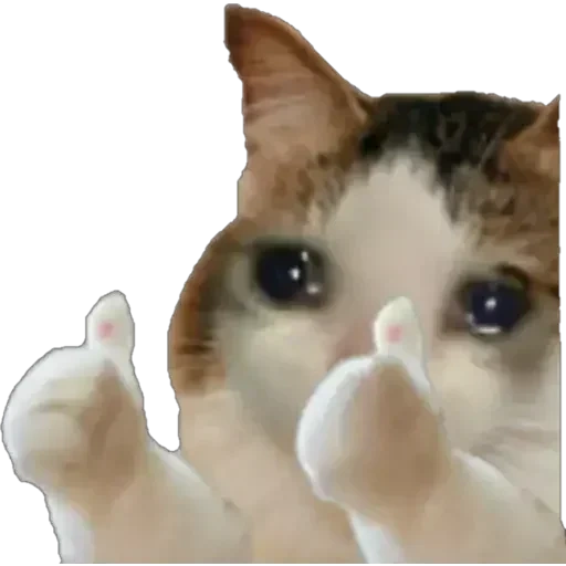 cat, meme cat, crying cat, crying cat meme, crying cat gives thumbs up