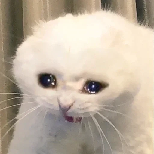 weinende katzen, die katze ist traurig, weinende katze, weinen katzenmeme, das meme einer traurigen katze