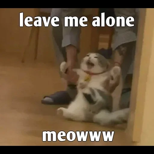 cat, cat, seal, funny cat, animal substitution meme