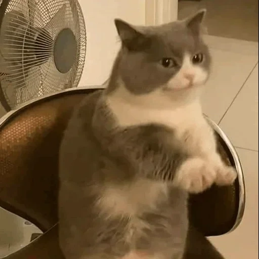 gato, meme de gato, o gato é engraçado, um gato grosso, gatos fofos são engraçados