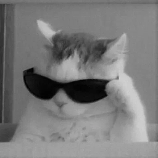 gatto con occhiali, meme gatto cool