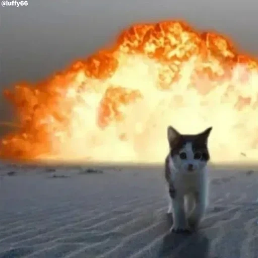 cat, кот, крутые котики, кот взорвался, кот фоне взрыва