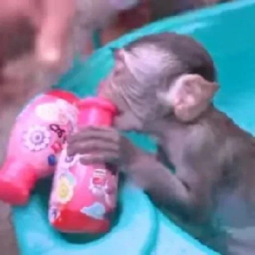 baby monkey, обезьянка бобо, обезьяна ручная, обезьяна домашняя, домашние обезьянки