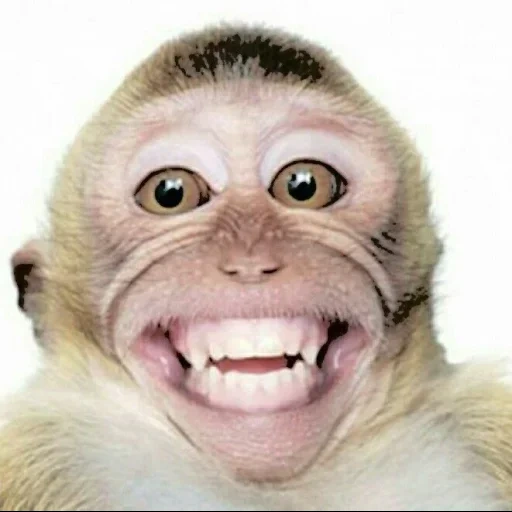 смешные мордашки, улыбка обезьянки, смеющиеся животные, улыбающиеся животные, смешные морды животных