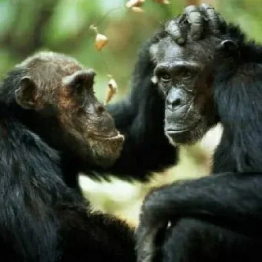 шимпанзе, шимпанзе мама, самец шимпанзе, шимпанзе бонобо, шимпанзе обыкновенный
