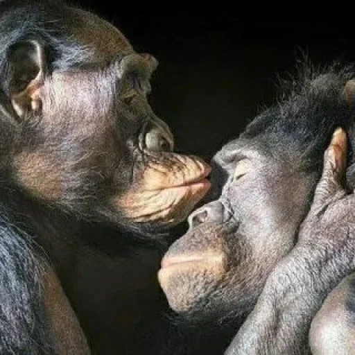 горилла обезьяна, поцелуй обезьяны, животные детеныши, обезьяны обнимаются, влюбленные обезьяны