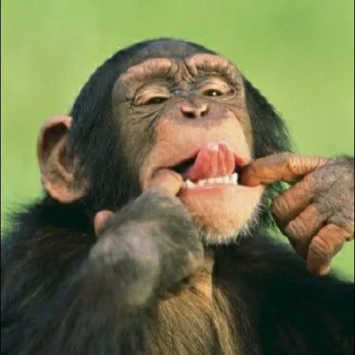 шимпанзе, обезьяна морда, шимпанзе смешные, смешные обезьяны, обезьяна шимпанзе