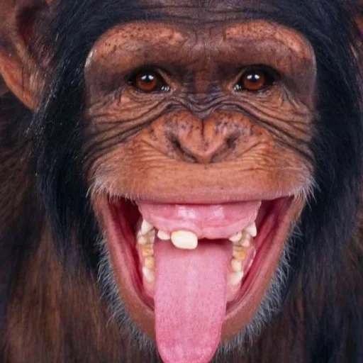 обезьяна, злая обезьяна, смешные обезьяны, шимпанзе улыбается, обезьяна высунутым языком