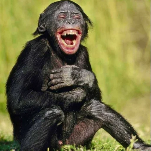 шимпанзе, обезьяна, обезьяна улыбка, смешные обезьяны, смеющиеся животные