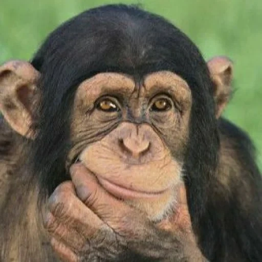 шимпанзе, обезьяна, улыбка шимпанзе, обезьяна думает, масляная живопись