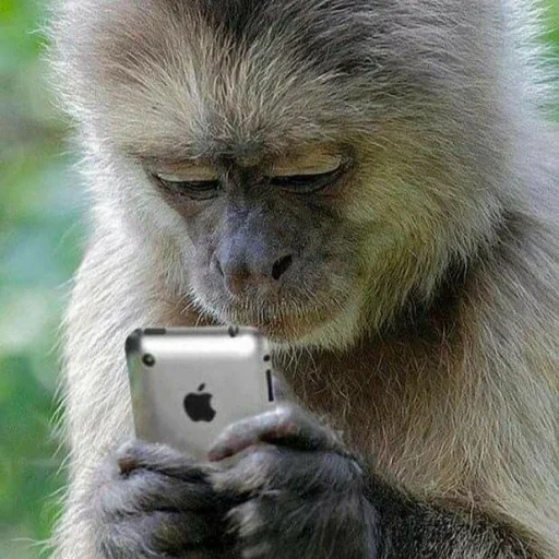 обезьянки, смешные обезьянки, обезьяна телефоном, обезьянка телефоном, обезьяна украла мобильник