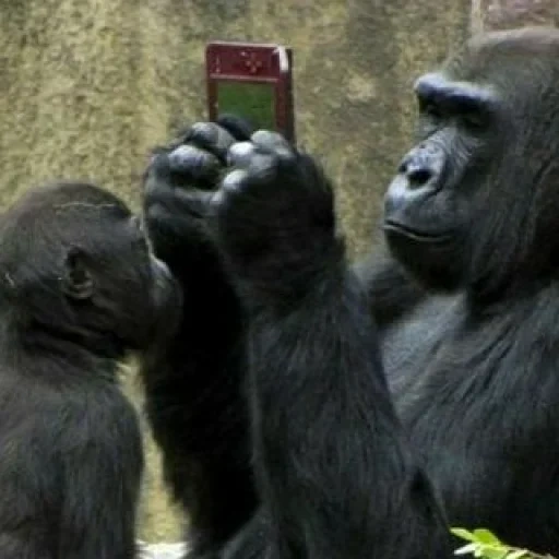 горилла, gorillaz, горилла смешная, горилла шимпанзе, горилла бинти джуа