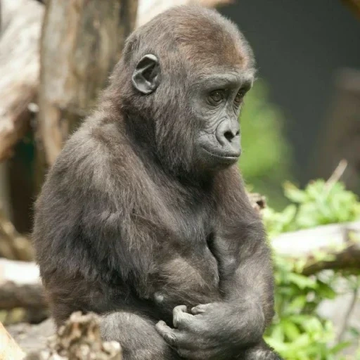 горилла, горилла самец, самка гориллы, детеныш гориллы, маленькая горилла