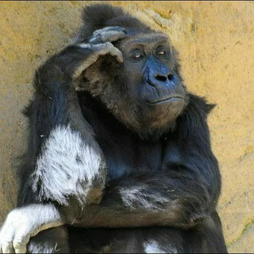 шимпанзе, шимпанзе альфа, обезьяна горилла, обезьяна шимпанзе, взрослый шимпанзе