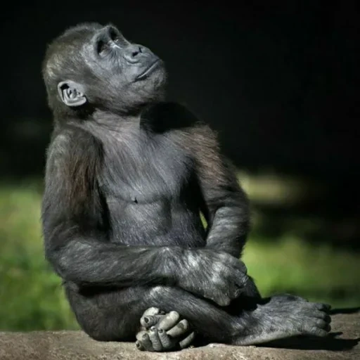 obez, горилла, горилла обезьяна, обезьяна детеныш, жизнь замечательных