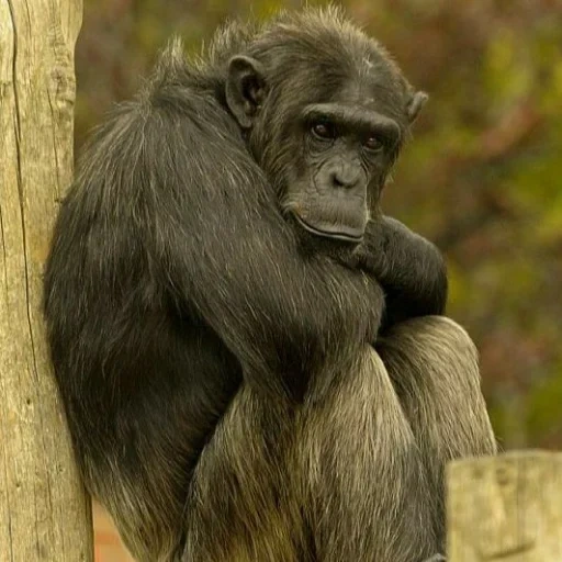 обезьяна, горилла самка, приматы шимпанзе, веселые животные, смешные шимпанзе