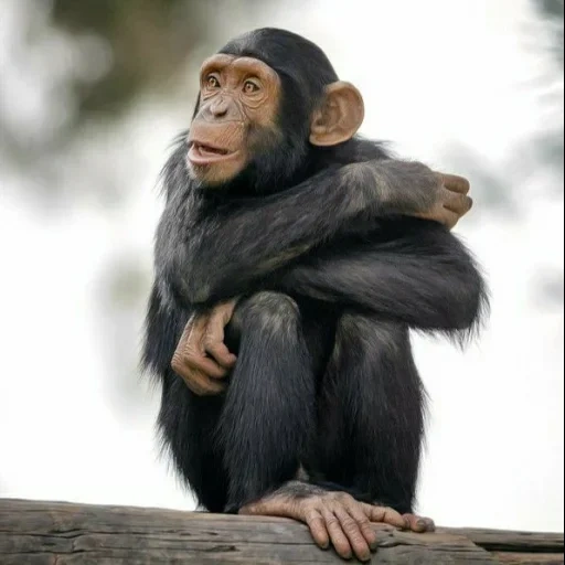 шимпанзе, обезьяна, кунац меймун, обезьянка шимпанзе, обыкновенный шимпанзе