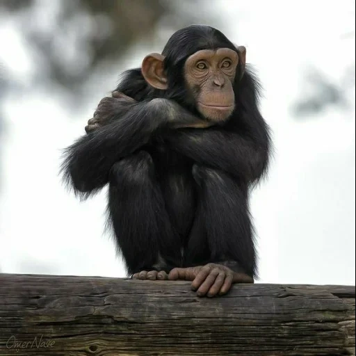 шимпанзе, обезьяна, молодой шимпанзе, обезьяна шимпанзе, обезьянка шимпанзе