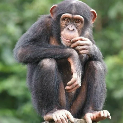 шимпанзе, шимпанзе самец, обезьяна примат, обезьяна детеныш, животные обезьяна