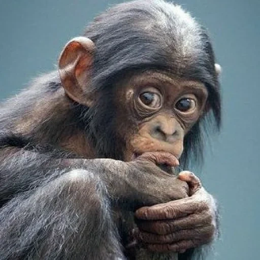 шимпанзе, ибрагим аллам, шимпанзе смешные, обезьяна шимпанзе, смешные обезьянки