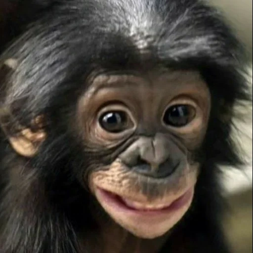 primate, милые животные, обезьяна смешная, смешные обезьянки, обезьянка улыбается