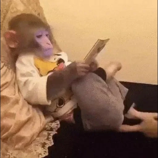 обезьянки, flash video, обезьяна маленькая, домашние обезьянки, маленькая обезьянка