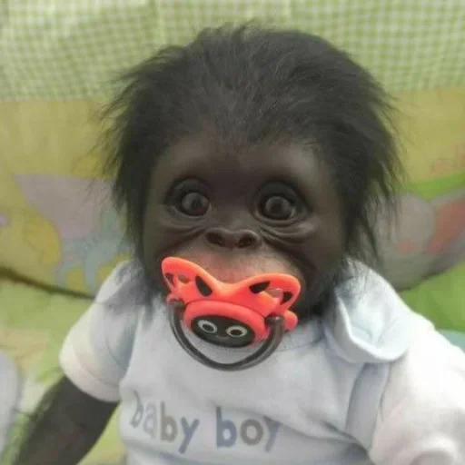 baby monkey, мартышка соской, обезьяна смешная, смешные обезьянки, маленькая обезьяна