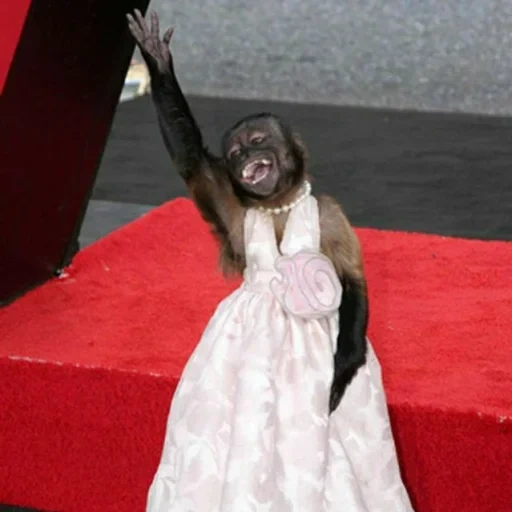 мартышка платье, смешная мартышка, саудовская аравия, обезьяна красивом платье, обезьянка свадебном платье