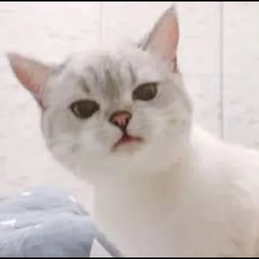 кошка, котик, nana cat, белая кошка, кошка британская