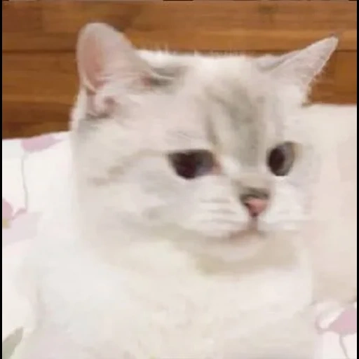gato, gato, um gato, meme de gatinho, chinchilla silver cat