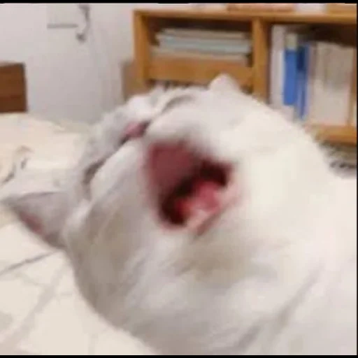 cats, yawning cat, yawning cats, yawning cat, yarking cat