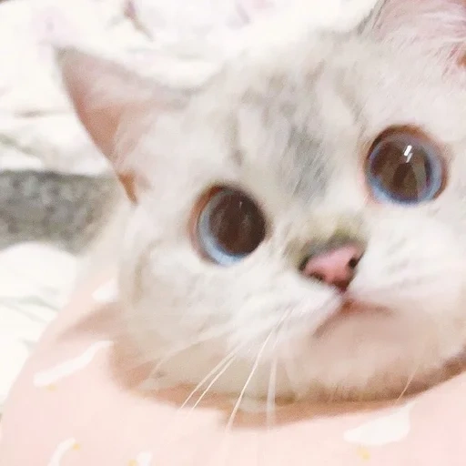 kucing, kucing lucu, meme anak kucing, kucing lucu, meme kucing yang cantik