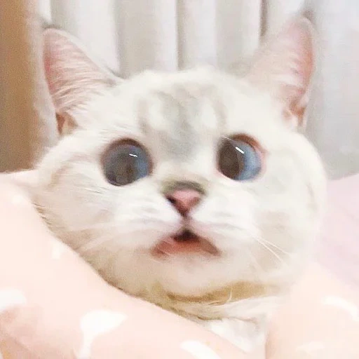 кошка, милые котики, животные милые, настя каменских, nana cat expressive