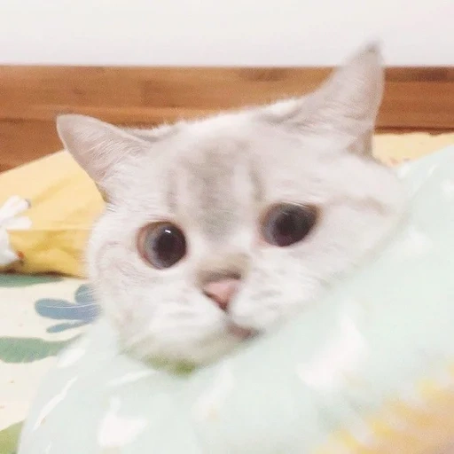 cat zuzu, cute cats, memic cute cat, nana cat expressive