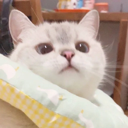 cat, 体 操 服, nana cat, cat zuzu, cute cats