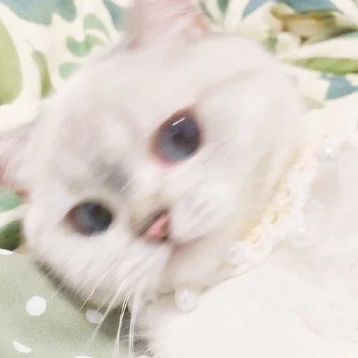 modelo de gatito, gato grande, lindo sello, animal lindo, lindo gatito blanco