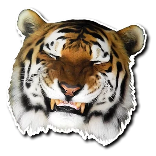 tigre, la faccia di tiger, la testa di tiger, tigre realistica, tigre testa tigre bianca
