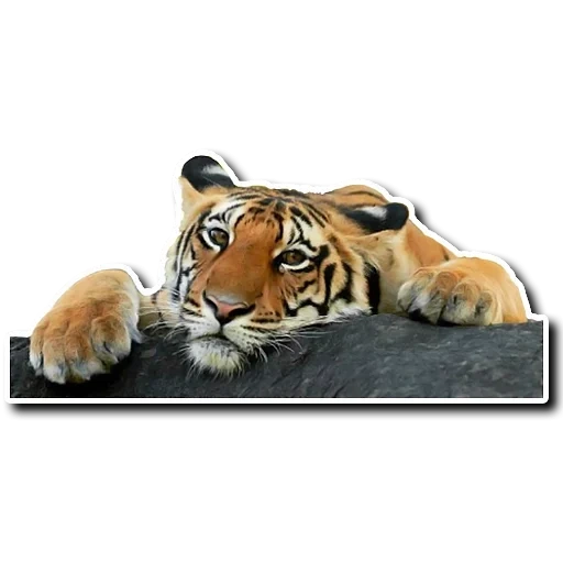 harimau, harimau, meme tiger, harimau harimau, meme harimau tentang tidur