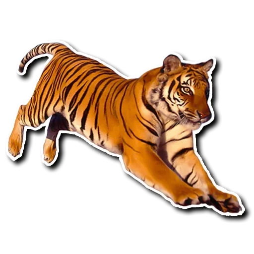 tiger, tigre vasapu, stripe flight, tigre sauteur, couleur de fond transparent tigre