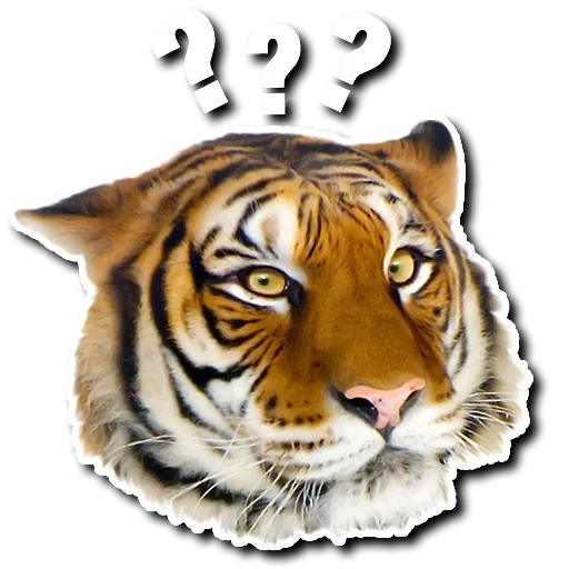 tiger, tiger muzzle, tiger watsap, realistic tiger
