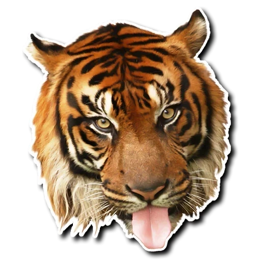 leo tiger, tiger mündung, mündung tiger, tigerkopf, tiger des kopfes