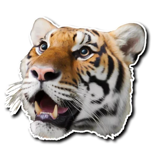 tiger, tiger vatsap, tigre vasapu, tigre réaliste