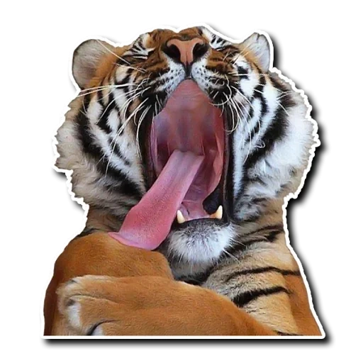 тигр, зевающий тигр, наклейка тигр языком