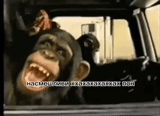 обезьяна, обезьяна смеется, обезьяна за рулем, обезьянка за рулем, обезьяна грузовике