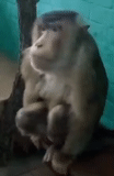 abzyan, una scimmia, martyshkin, zoo di scimmia