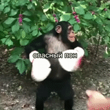 humano, chimpancés, el mono lanza, los espectáculos del mono